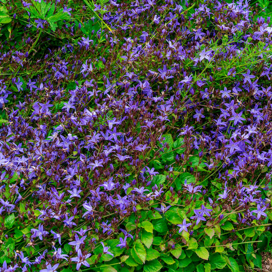 Hängepolster-Glockenblume Stella - Bakker