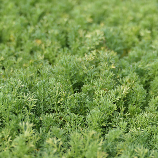 Scheinkamille 'Treneague' - Bakker