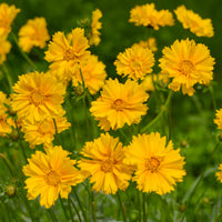 Großblumiges Mädchenauge Sunray ® - Coreopsis grandiflora Sunray - Bakker