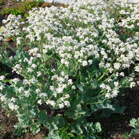 Crambe maritima - Küsten-Meerkohl - Stauden