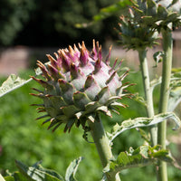 Kardon - Cynara cardunculus - Bakker
