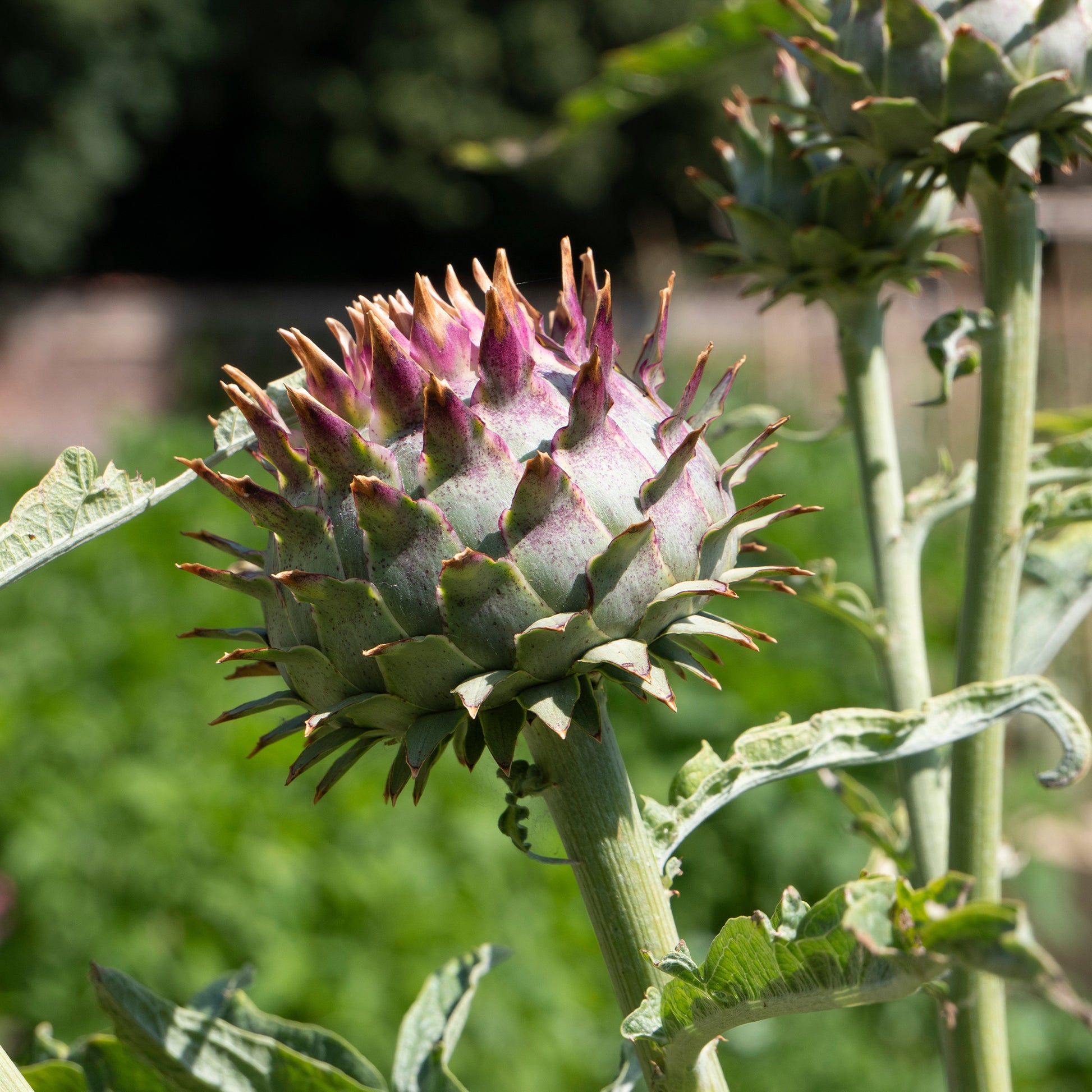 Kardon - Cynara cardunculus - Bakker