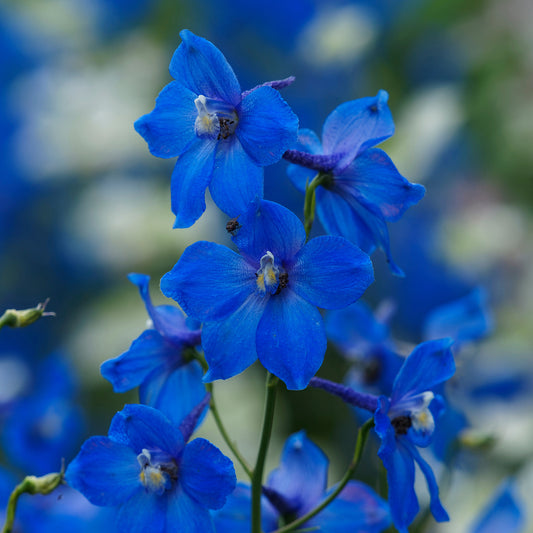 Lerchenfuß Belladonna Bellamosum (x3)