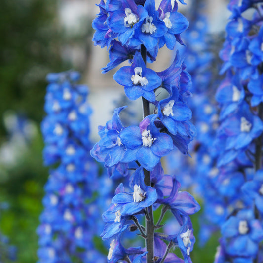 Pacific-Rittersporn 'Blue Bird' - Bakker