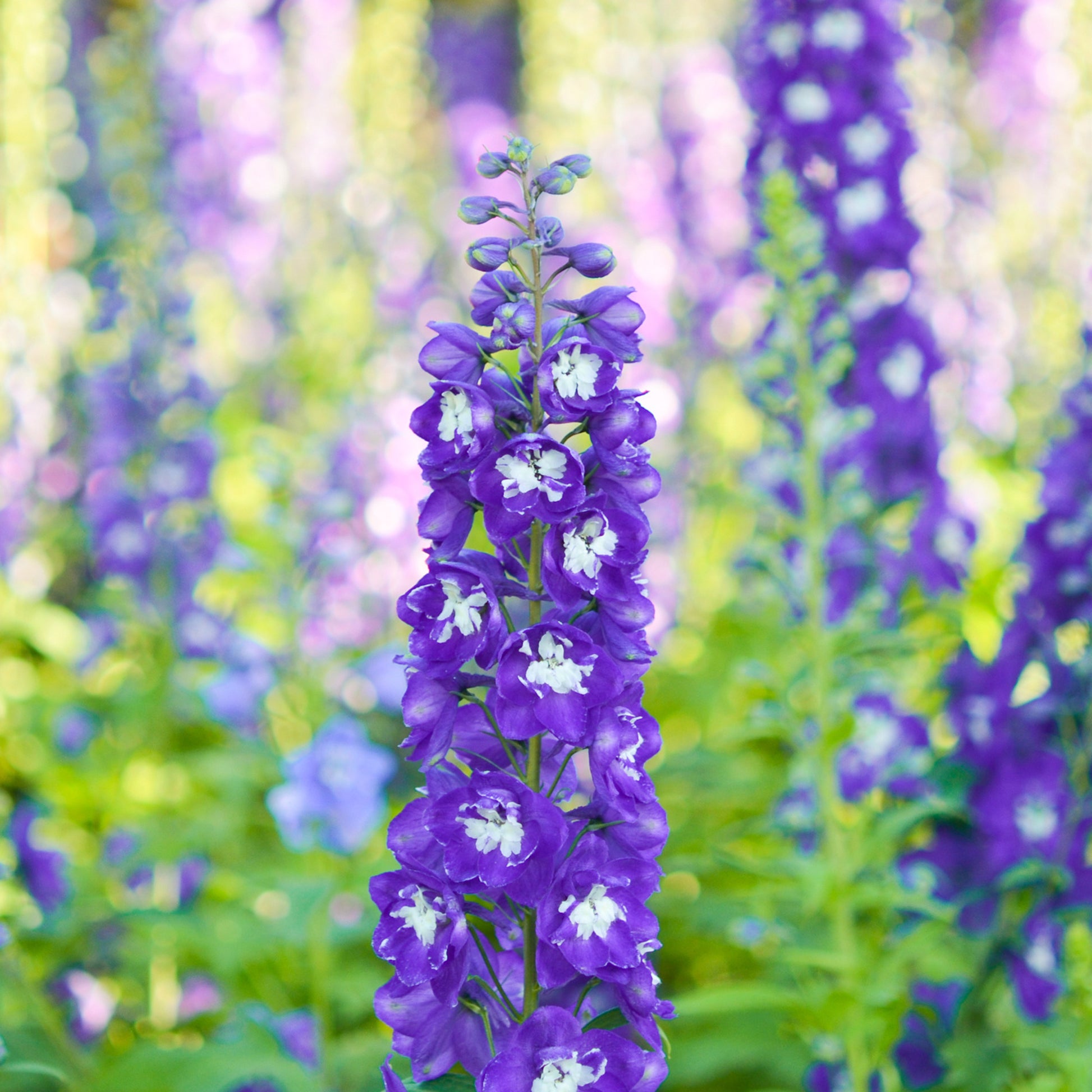 Delphinium Pacific King Arthur - Pacific-Rittersporn 'King Arthur' - Delphinium