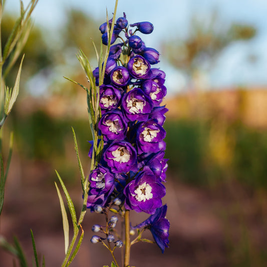 Pacific-Rittersporn 'King Arthur' - Bakker