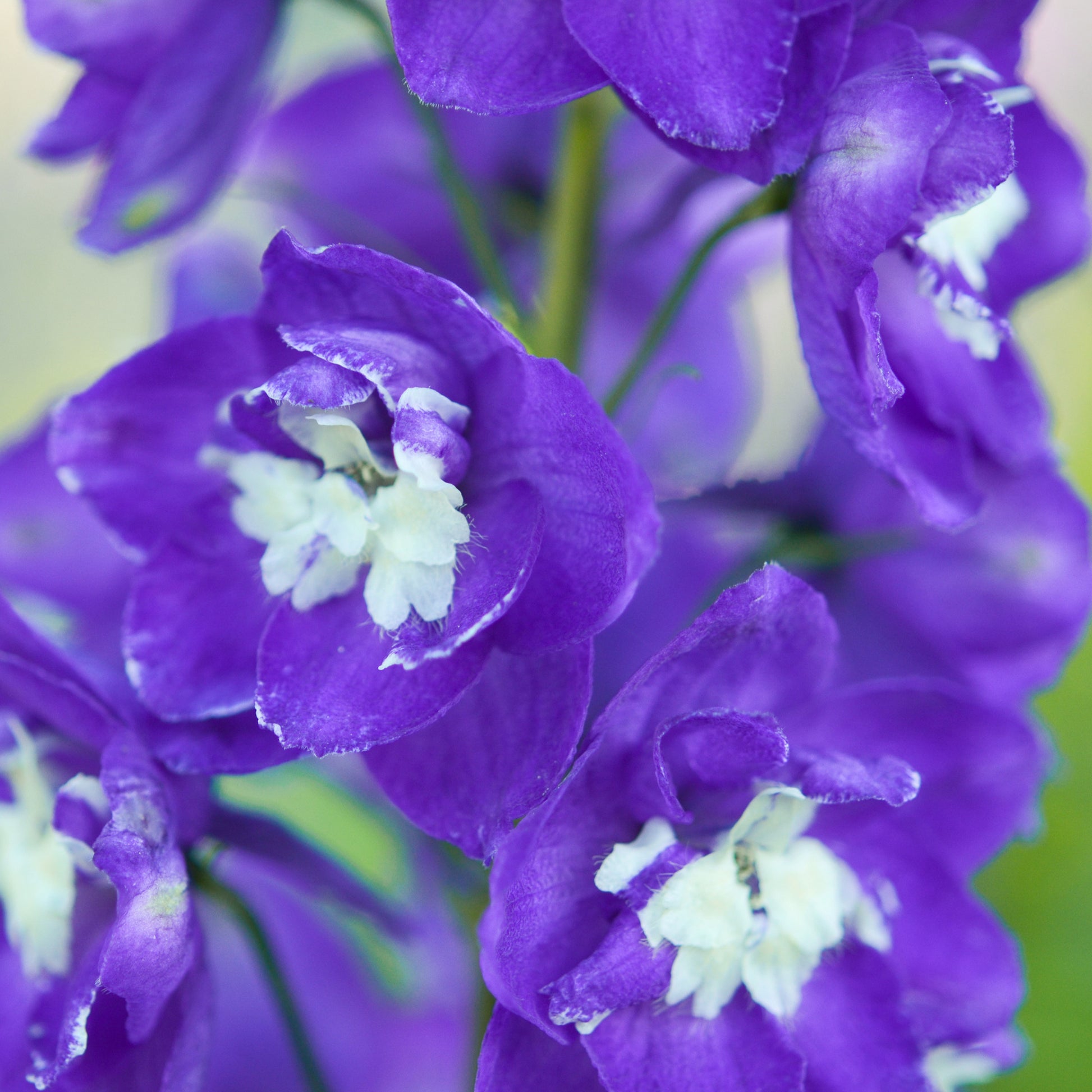 Pacific-Rittersporn 'King Arthur' - Delphinium Pacific King Arthur - Bakker