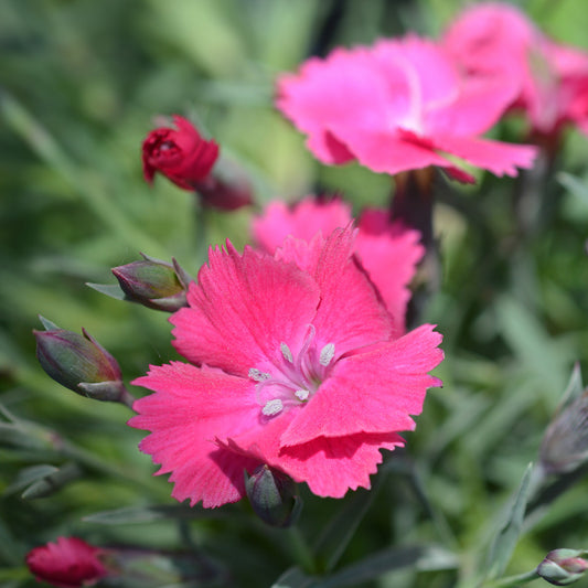 Steinnelke 'Badenia' - Bakker