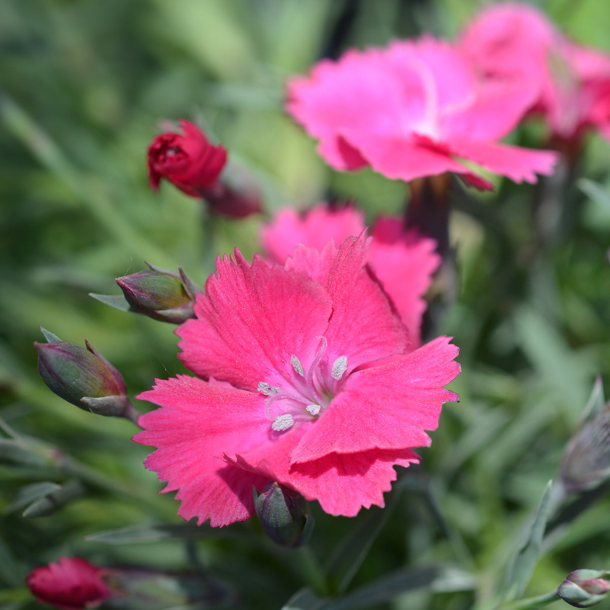 Steinnelke 'Badenia' - Bakker