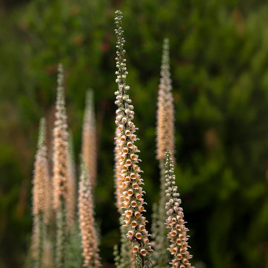 Eisenhaltiger Fingerhut Gigantea - Bakker