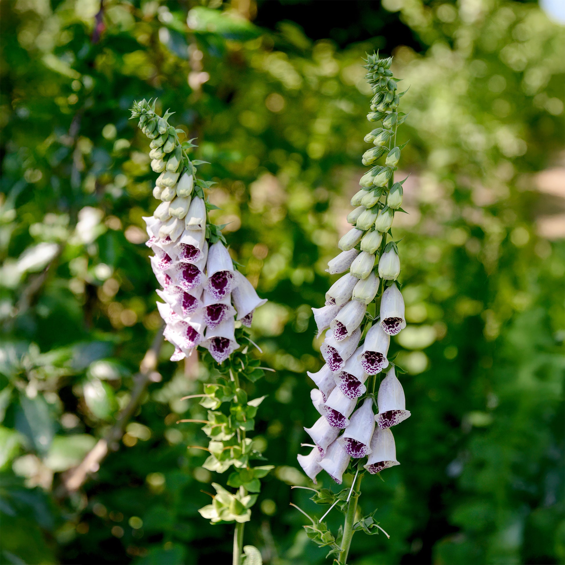 fingerhut handschuhe Fingerhut 'Pam's Choice' - Digitalis purpurea pams choice