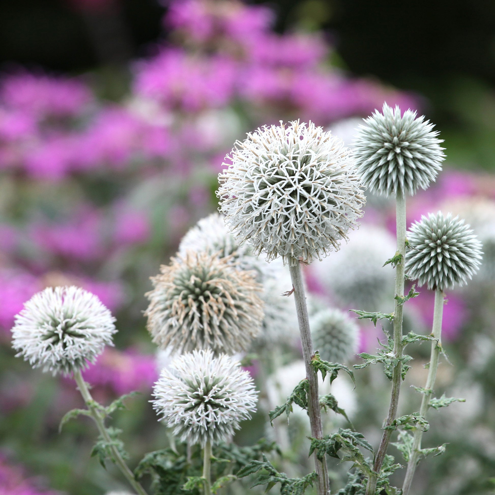 Echinops bannaticus star frost - Kugeldistel Star Frost - 