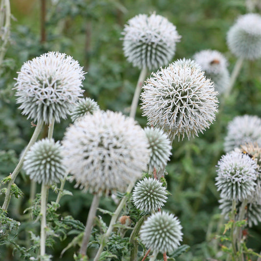 Kugeldistel Star Frost - Bakker