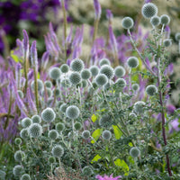  - Kugeldistel Star Frost - Echinops bannaticus star frost