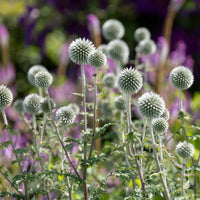 Kugeldistel Star Frost - Echinops bannaticus star frost - Bakker