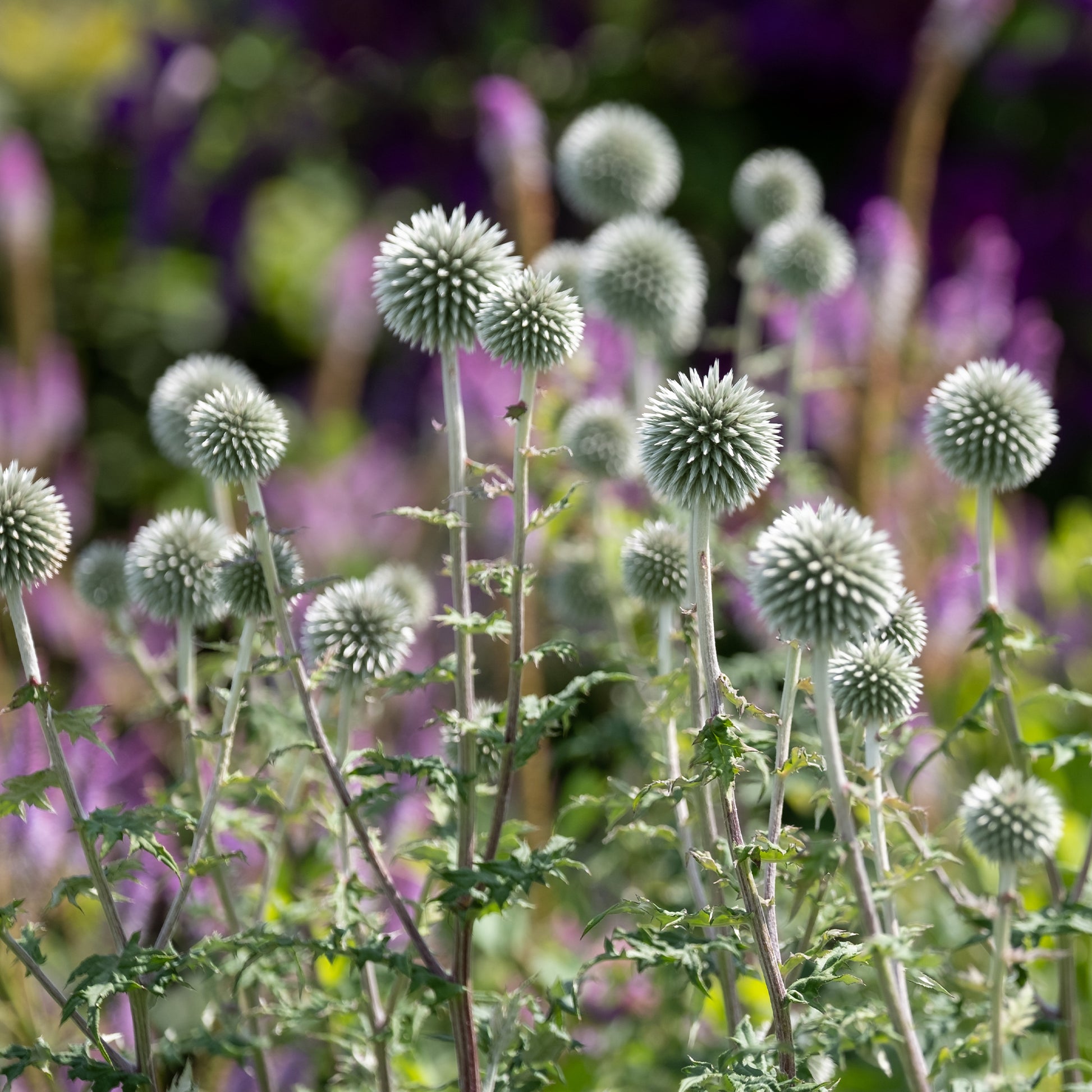 Kugeldistel Star Frost - Echinops bannaticus star frost - Bakker