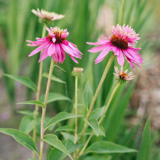 Purpurner Echinacea Double-Decker - Bakker