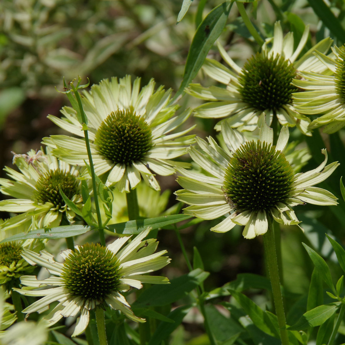 Sonnenhut ‘Green Jewel’ - Echinacea purpurea green jewel - Bakker