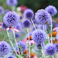Stauden - Azurblaue Kugel Veitchs Blue - Echinops ritro Veitch's Blue