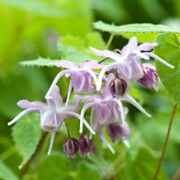 Großblumige Elfenblumen - Epimedium grandiflorum - Bakker