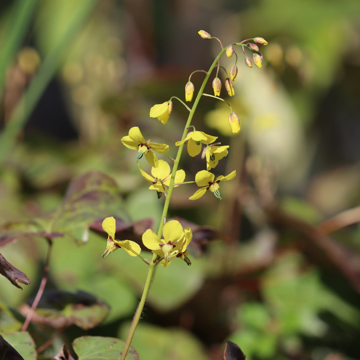 Elfenblumen Frohnleiten