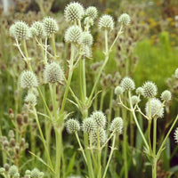 Eryngium planum blue hobbit - Palmlilienblättrige Mannstreu - Mannstreu