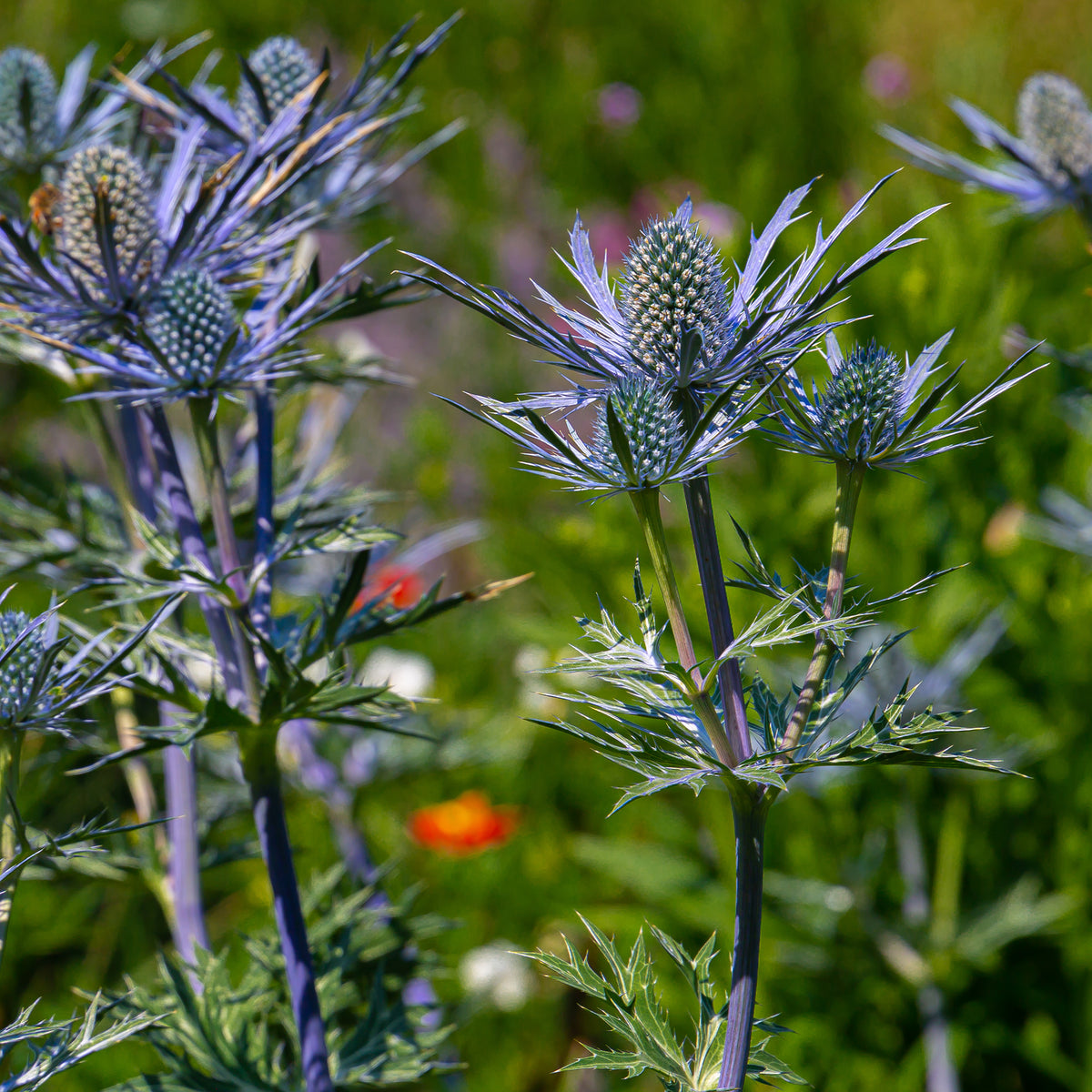 Blaue Stranddistel 'Lapis Blue' - Eryngium maritimum Lapis Blue - Bakker