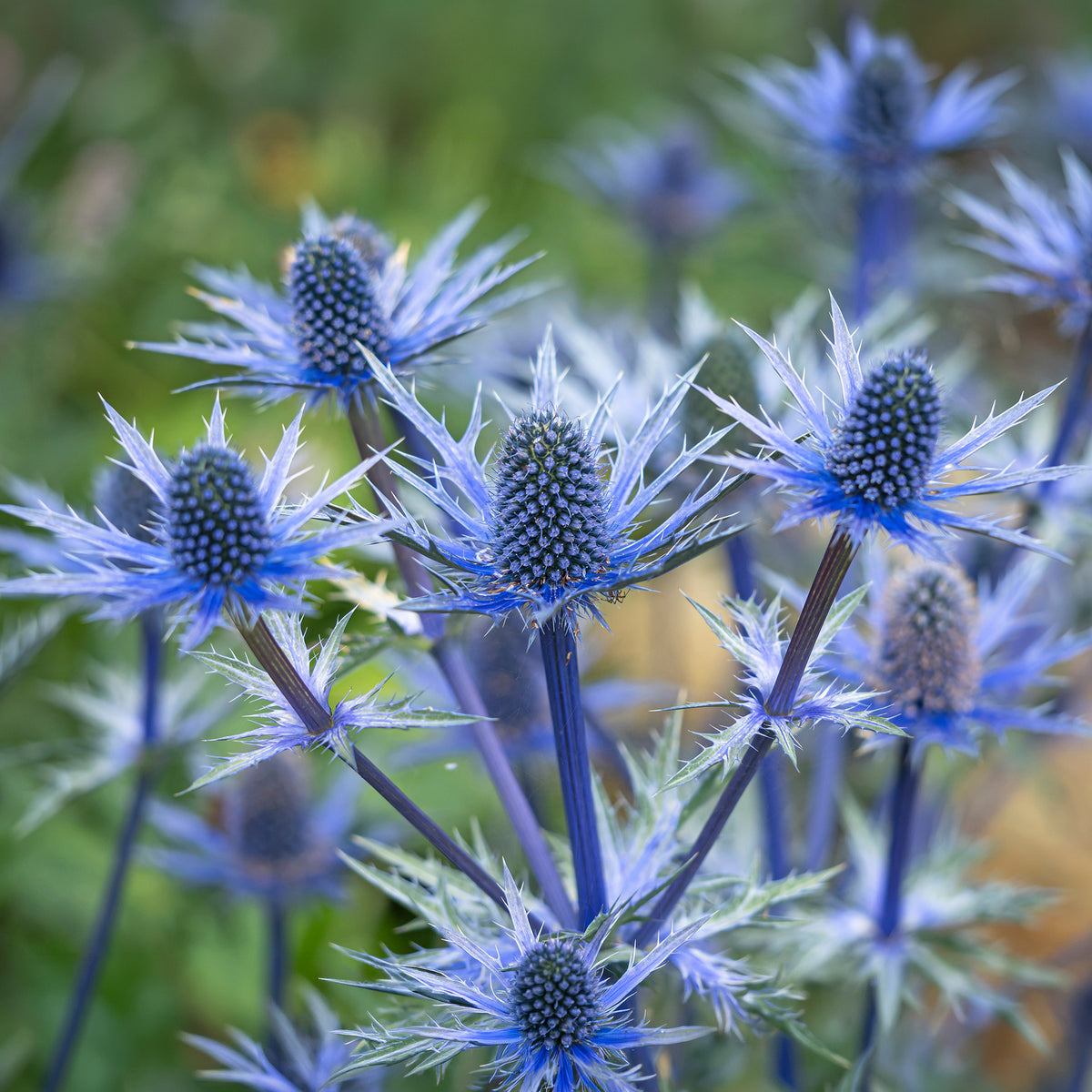 Blaue Edeldistel Big Blue - Bakker
