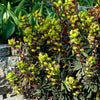 Garten-Wolfsmilch purpurrot - Bakker
