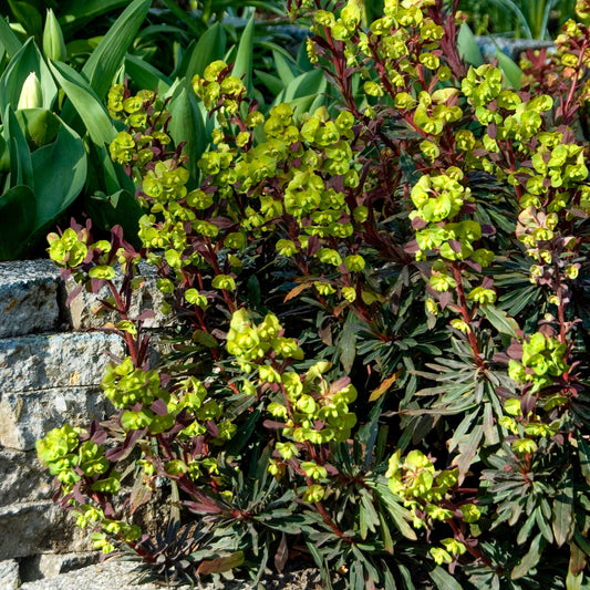 Garten-Wolfsmilch purpurrot - Bakker