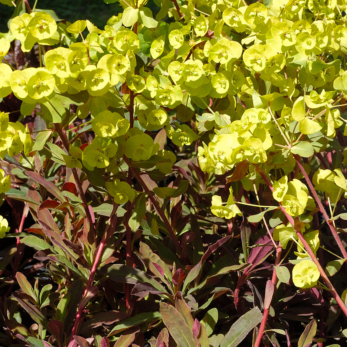 Euphorbia amygdaloides purpurea - Purpur-Wolfsmilch - Wolfsmilch  