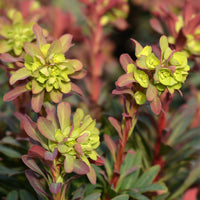 Verkauf Garten-Wolfsmilch purpurrot - Euphorbia amygdaloides purpurea