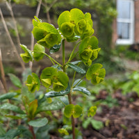 Mrs. Robb's Euphorbia - Euphorbia amygdaloides subsp. robbiae - Bakker