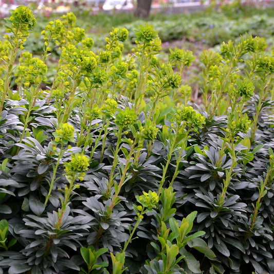 Mrs. Robb's Euphorbia - Bakker