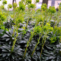 Euphorbia amygdaloides subsp. robbiae - Mrs. Robb's Euphorbia - Wolfsmilch  