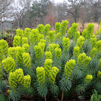 Walzen-Wolfsmilch ‘Blue Wonder’ - Bakker