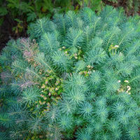 Wolfsmilch   - Zypressen-Wolfsmilch Clarice Howard - Euphorbia cyparissias clarice howard