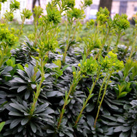 Mandelblättrige Wolfsmilch - Euphorbia characias tasmanian tiger - Bakker