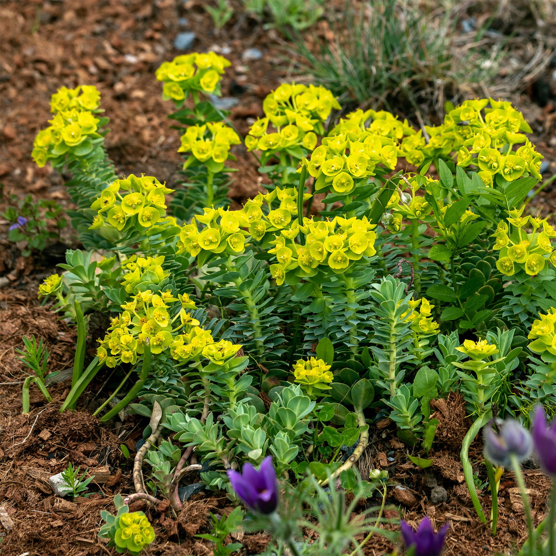 Verkauf Korsikanische Euphorbien (x3) - Euphorbia myrsinites
