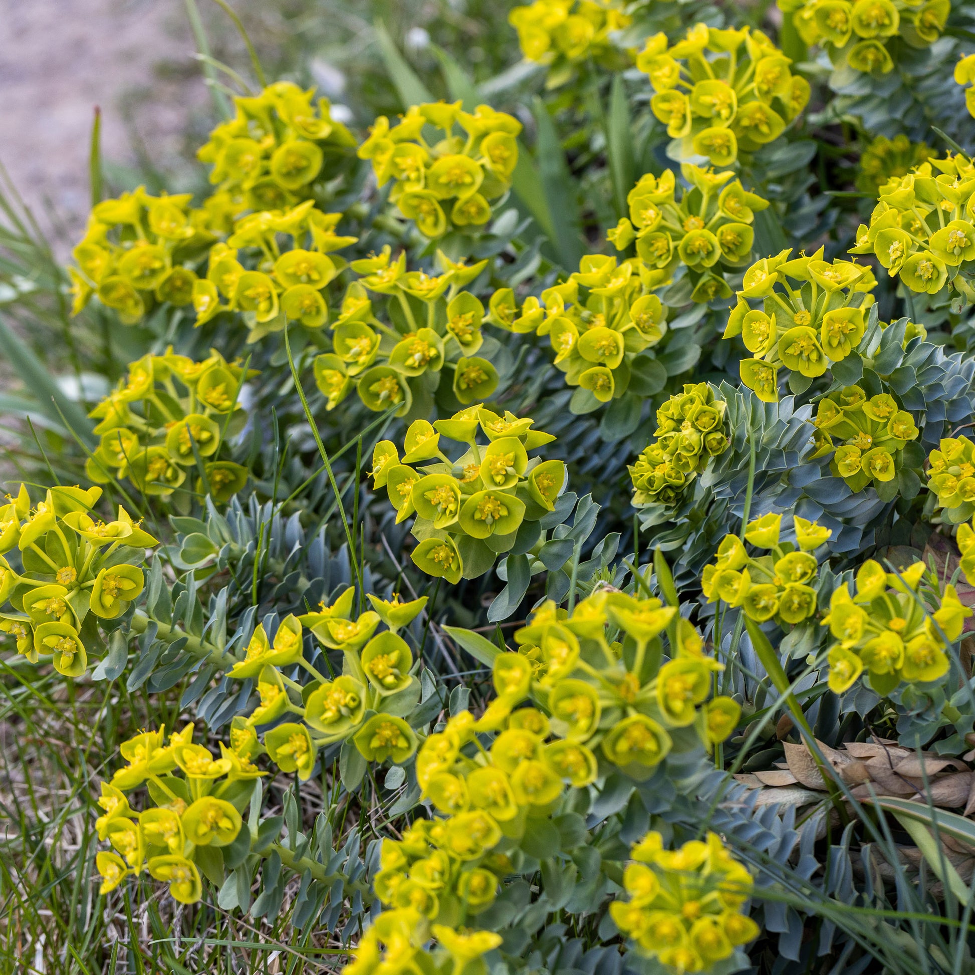 wolfsmilch kaktus wird gelb Walzen-Wolfsmilch - Euphorbia myrsinites