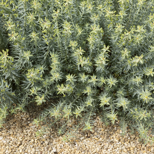 Wolfsmilch Ponte Leccia - Bakker