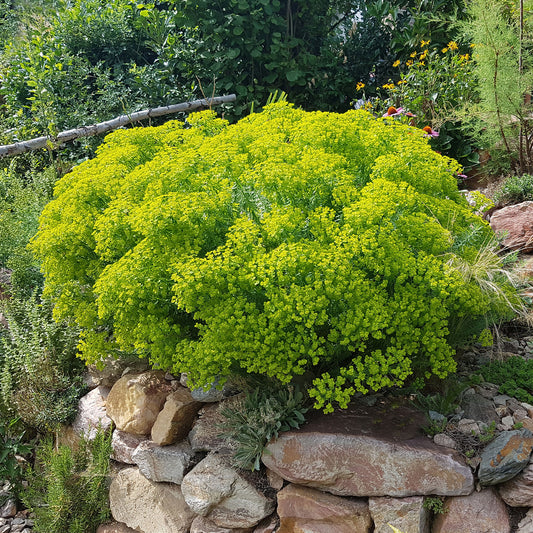Sibirische Wolfsmilch - Bakker