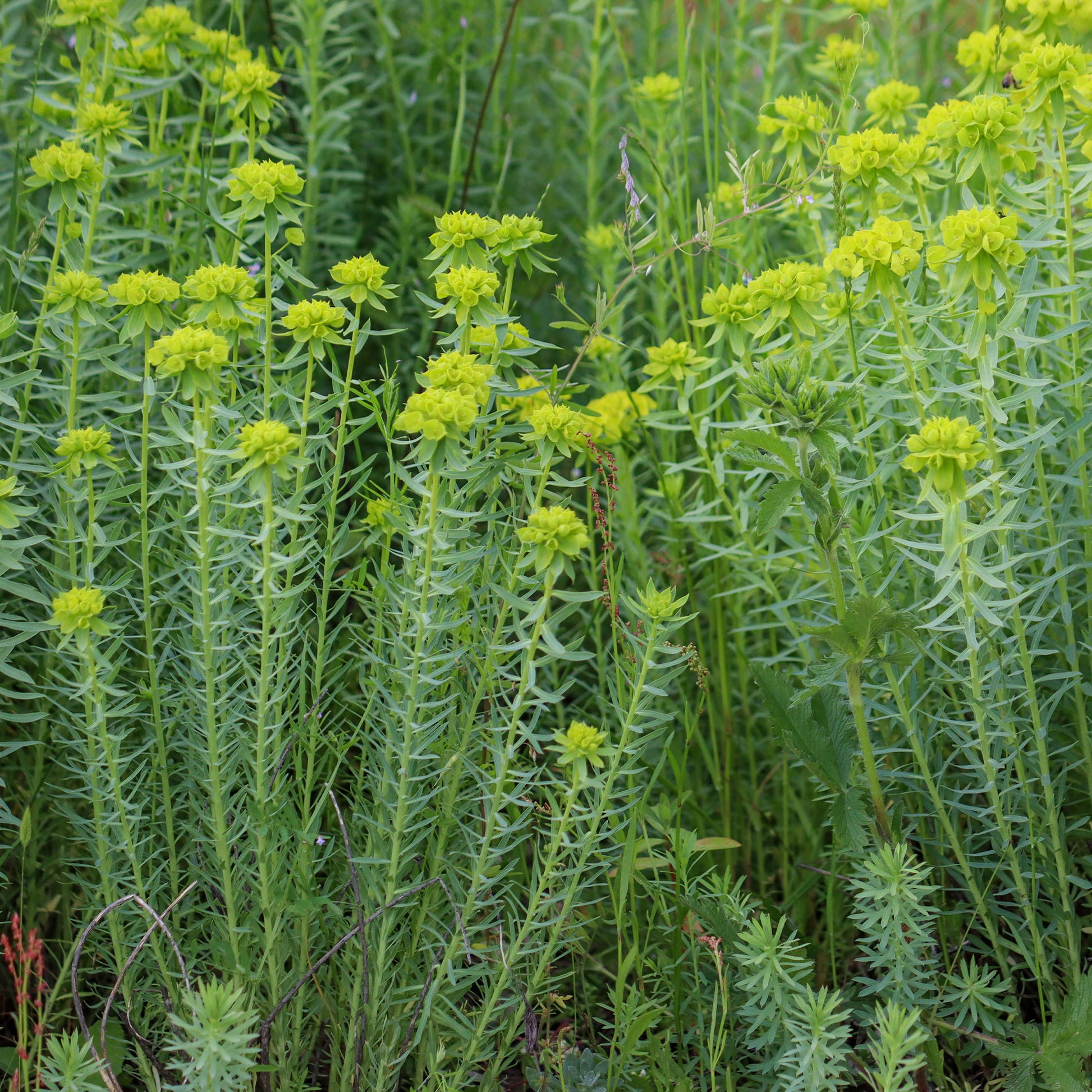 wolfsmilch kaktus blüte Sibirische Wolfsmilch - Euphorbia seguieriana subsp. niciciana