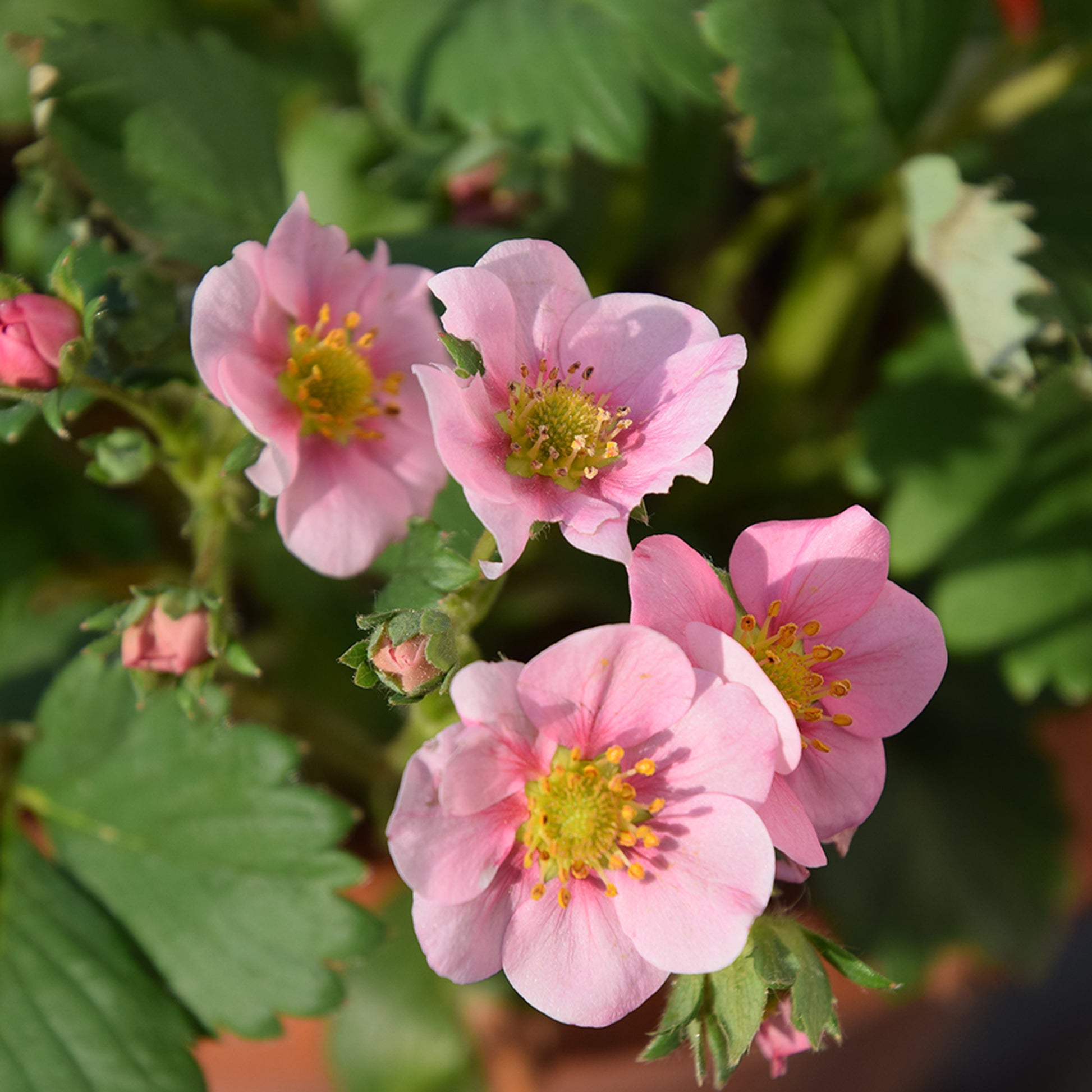 Zier-Erdbeere 'Pink Panda' - Bakker