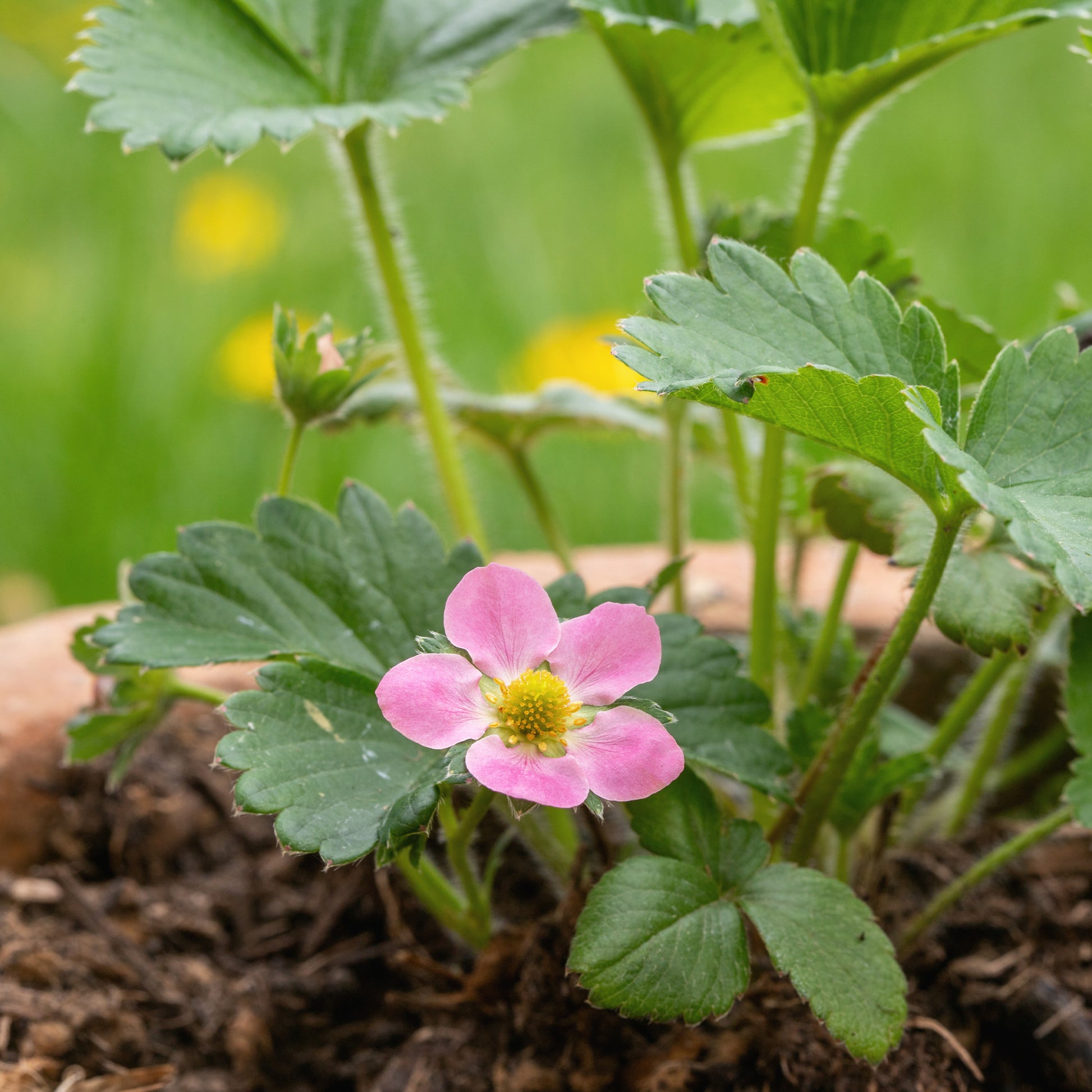 Fragaria comarum Pink Panda - Zier-Erdbeere 'Pink Panda' - Erdbeeren