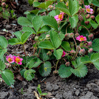 Erdbeeren - Zier-Erdbeere 'Pink Panda' - Fragaria comarum Pink Panda