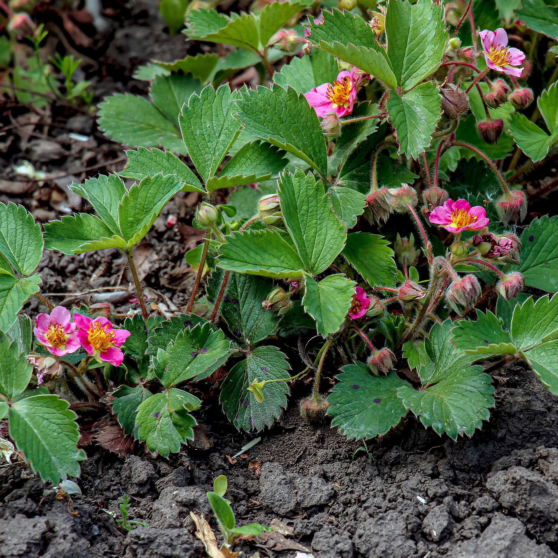 Erdbeeren - Zier-Erdbeere 'Pink Panda' - Fragaria comarum Pink Panda