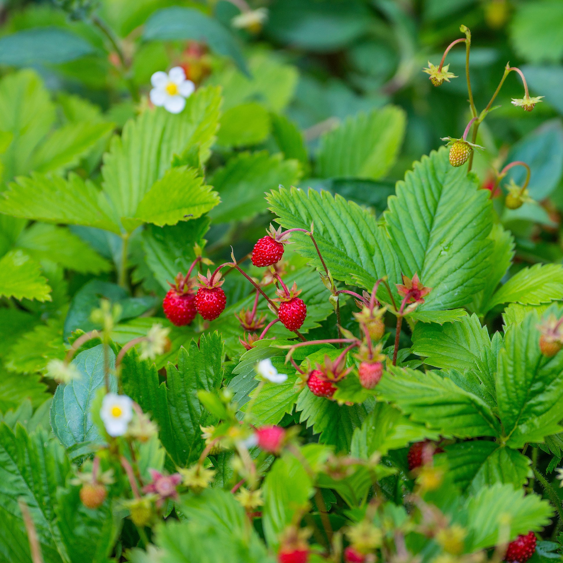 Wald-Erdbeere - Fragaria vesca - Bakker