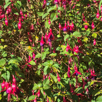 Verkauf Fuchsien Riccartoniii