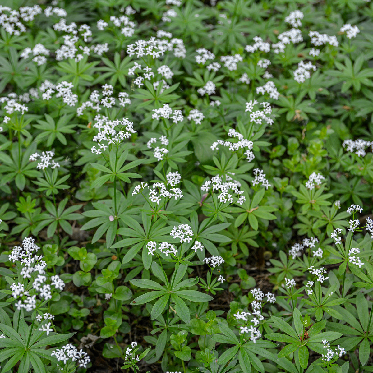 Waldmeister - Bakker